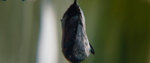 Video Reference: Pollinator, Arthropod, Insect, Butterfly, Moths and butterflies, Terrestrial plant, Wing, Wildlife, Plant, Invertebrate