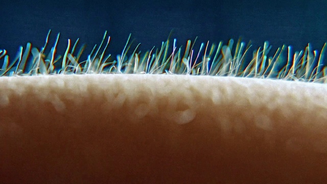 Video Reference: Natural material, Font, Electric blue, Rectangle, Technology, Art, Close-up, Macro photography, Fashion accessory, Event