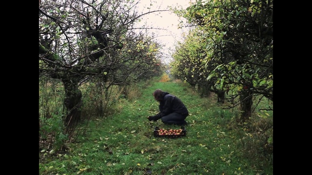 Video Reference: Plant, People in nature, Natural landscape, Tree, Wood, Terrestrial plant, Grass, Sky, Landscape, Deciduous