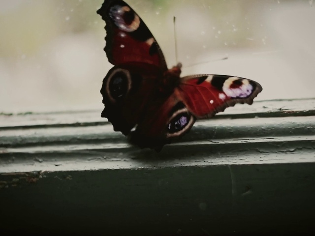 Video Reference: Aglais io, Pollinator, Arthropod, Insect, Butterfly, Moths and butterflies, Automotive design, Wheel, Plant, Automotive lighting