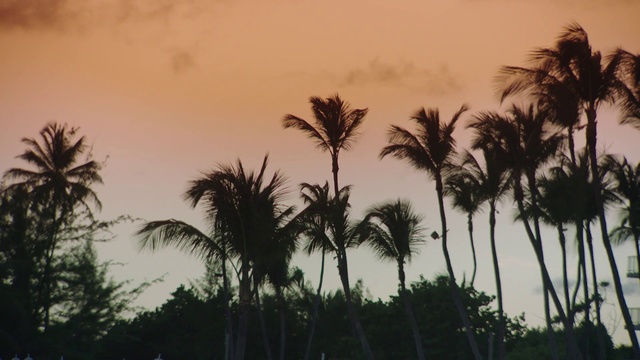 Video Reference: Sky, Cloud, Afterglow, Plant, Branch, Arecales, Vegetation, Dusk, Tree, Sunrise