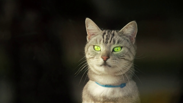 Video Reference: Cat, Felidae, Carnivore, Small to medium-sized cats, Whiskers, Snout, Fur, Terrestrial animal, Domestic short-haired cat, Fang