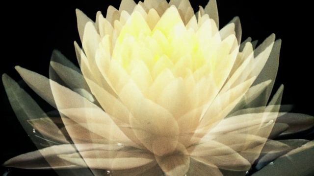 Video Reference: Flower, Plant, Petal, Cloud, Tints and shades, Water, Flowering plant, Sacred lotus, Aquatic plant, Annual plant