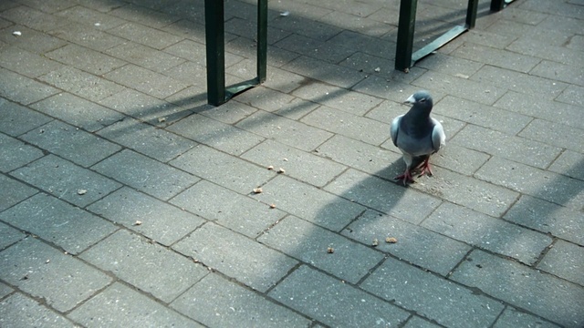 Video Reference: Light, Water, Leg, Road surface, Asphalt, Wood, Bird, Flooring, Line, Sidewalk