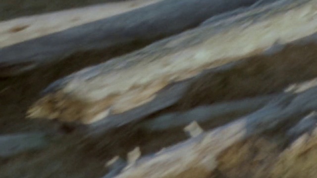 Video Reference: Brown, Water, Wood, Bedrock, Hardwood, Flooring, Road surface, Trunk, Landscape, Natural material