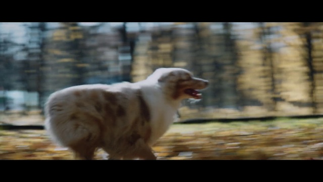 Video Reference: Dog, Carnivore, Fawn, Dog breed, Companion dog, Grass, Felidae, Herding dog, Tail, Whiskers