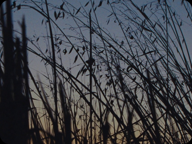 Video Reference: Sky, Plant, Wood, Twig, Grass, Tints and shades, Natural landscape, Pattern, Winter, Trunk