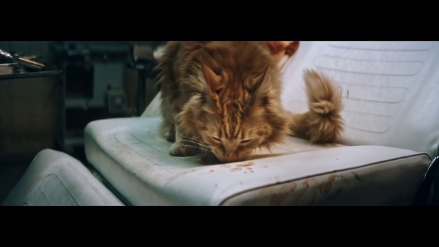 Video Reference: Cat, Carnivore, Felidae, Comfort, Organism, Big cats, Fawn, Whiskers, Terrestrial animal, Companion dog