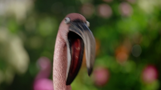 Video Reference: Bird, Plant, Beak, Flamingo, Feather, Terrestrial plant, Wing, Wood, Pelecaniformes, Seabird