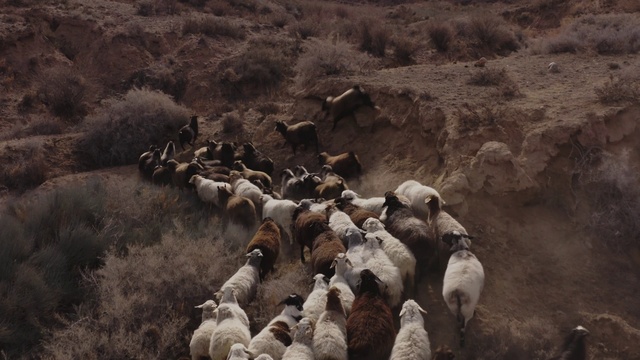 Video Reference: Plant community, Vertebrate, Working animal, Mammal, Sheep, Plant, Terrestrial animal, Animal migration, Grazing, Landscape