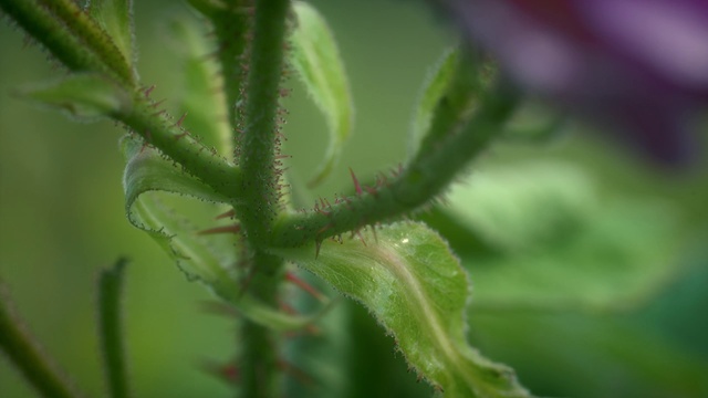 Video Reference: Plant, Terrestrial plant, Herbaceous plant, Annual plant, Grass, Flowering plant, Pedicel, Macro photography, Plant stem, Herb