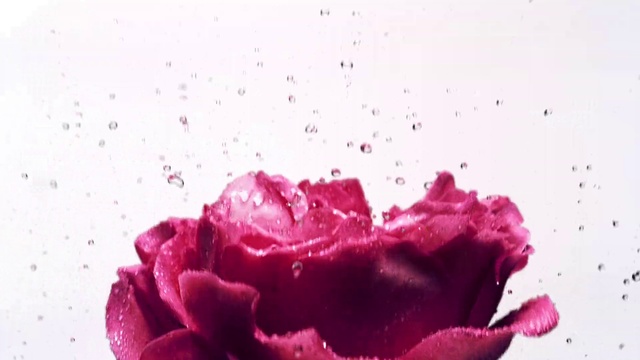 Video Reference: Flower, Plant, Petal, Purple, Pink, Violet, Magenta, Flowering plant, Annual plant, Rose family