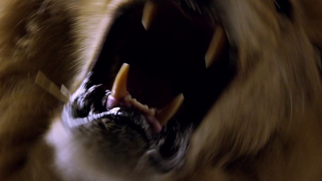 Video Reference: Primate, Dog breed, Gesture, Whiskers, Fawn, Companion dog, Carnivore, Felidae, Terrestrial animal, Tail