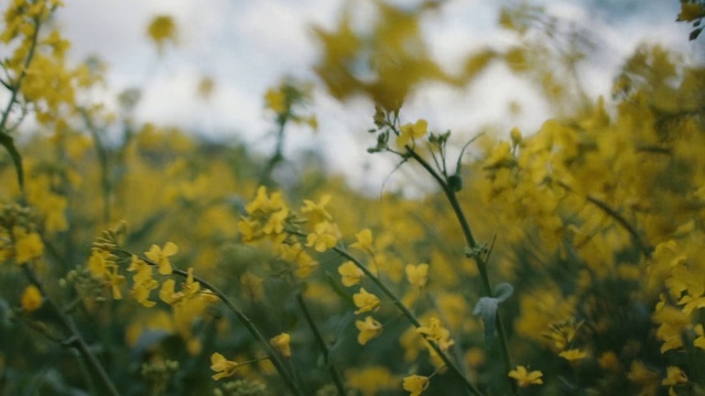 Video Reference: Flower, Plant, Sky, People in nature, Natural landscape, Petal, Grass, Grassland, Herbaceous plant, Twig