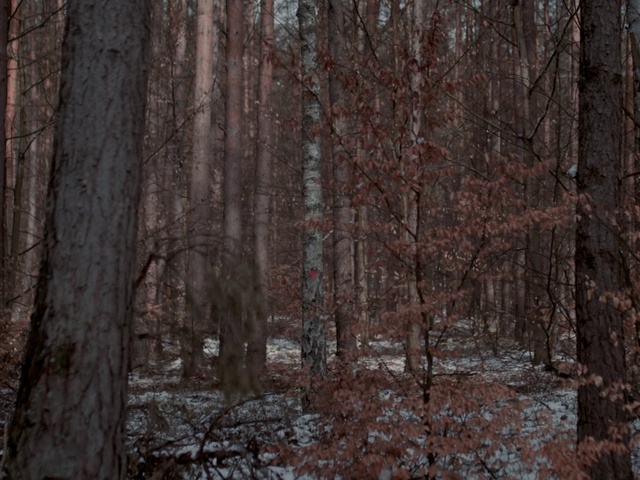 Video Reference: Brown, Plant, Twig, Natural landscape, Tree, Wood, Trunk, Snow, Freezing, Deciduous