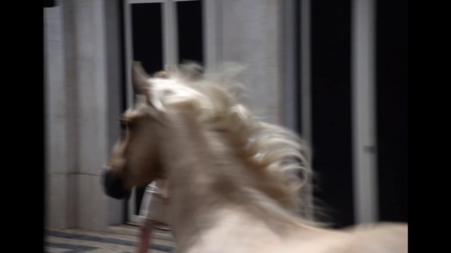 Video Reference: Horse, Working animal, Liver, Ear, Fawn, Snout, Pack animal, Mane, Sorrel, Art