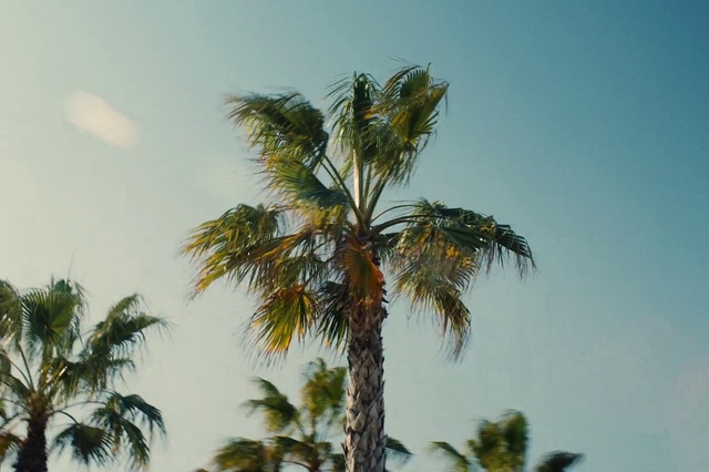 Video Reference: Sky, Daytime, Cloud, Plant, Tree, Terrestrial plant, Arecales, Trunk, Coconut, Fruit