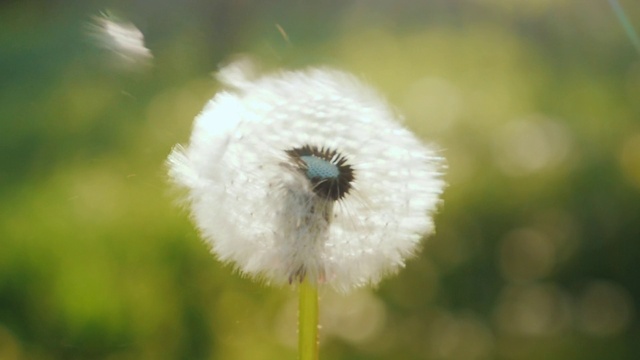 Video Reference: Flower, Plant, Petal, Grass, Terrestrial plant, Flowering plant, Pollen, Macro photography, Natural landscape, Wildflower