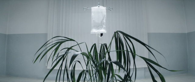 Video Reference: Plant, Houseplant, Grass, Gas, Rectangle, Terrestrial plant, Flowerpot, Twig, Tree, Cylinder