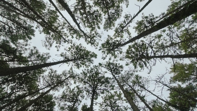 Video Reference: Plant, Twig, Trunk, Sky, Tree, Tints and shades, Terrestrial plant, Natural landscape, Wood, Temperate broadleaf and mixed forest
