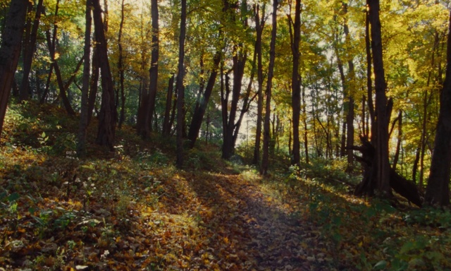 Video Reference: Plant, Plant community, Leaf, Tree, People in nature, Natural landscape, Wood, Trunk, Yellow, Biome