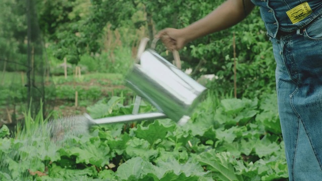 Video Reference: Jeans, Plant, Plant community, Grass, People in nature, Groundcover, Wood, Shrub, Tree, Landscape
