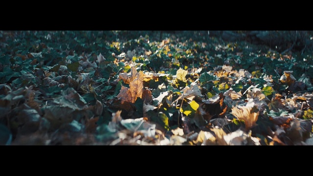 Video Reference: Atmosphere, Plant, Sky, Natural landscape, People in nature, Sunlight, Wood, Petal, Grass, Tints and shades