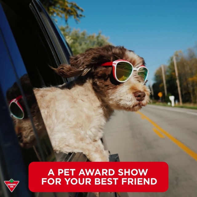 Video Reference: Sky, Dog, Dog breed, Carnivore, Collar, Working animal, Liver, Tree, Companion dog, Dog collar