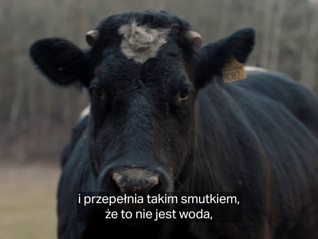 Video Reference: Working animal, Fawn, Terrestrial animal, Bull, Horn, Dairy cow, Landscape, Snout, Grass, Livestock