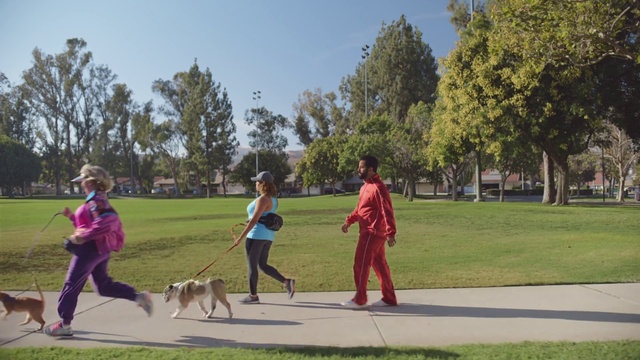 Video Reference: Footwear, Plant, Dog, Sky, Tree, Dog breed, Carnivore, Grass, Companion dog, Leisure