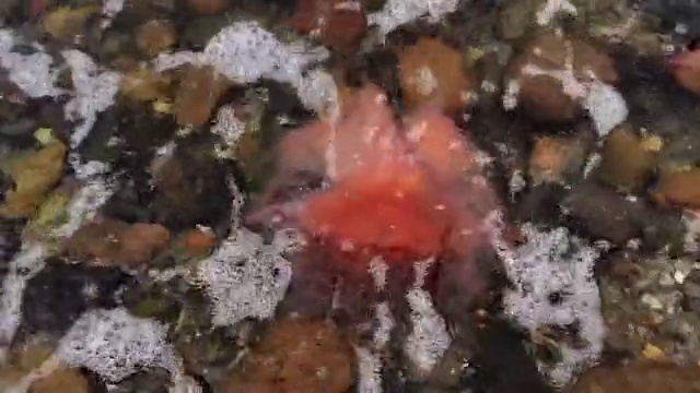 Video Reference: Underwater, Organism, Marine biology, Coral, Natural material, Coral reef, Marine invertebrates, Invertebrate, Stony coral, Fungus