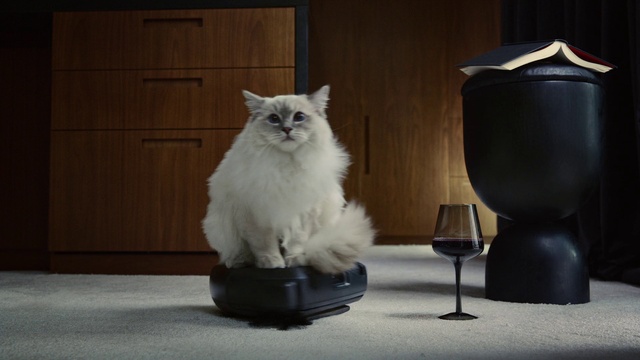 Video Reference: Cat, Carnivore, Whiskers, Felidae, Grey, Small to medium-sized cats, Drinkware, Chair, Tail, Fur