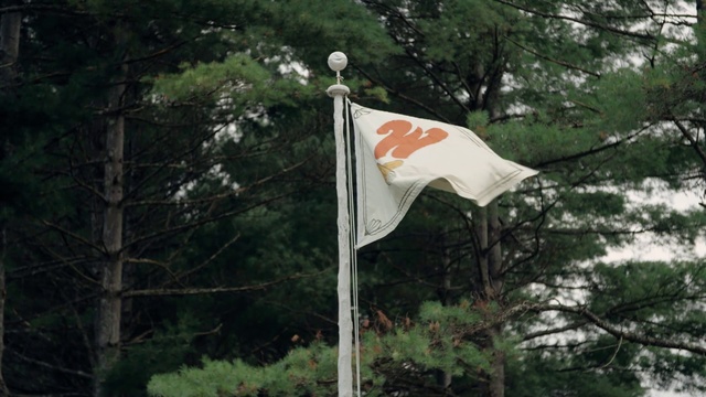 Video Reference: Tree, Flag, Plant, Pole, Event, Fixture, Twig, Jungle, Grass