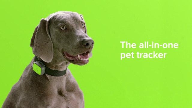 Video Reference: Dog, Carnivore, Collar, Liver, Pet supply, Dog collar, Dog breed, Companion dog, Working animal, Dog supply