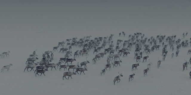 Video Reference: Art, Painting, Sky, Flock, Animal migration, Illustration, Font, Drawing, Bird migration, Herd