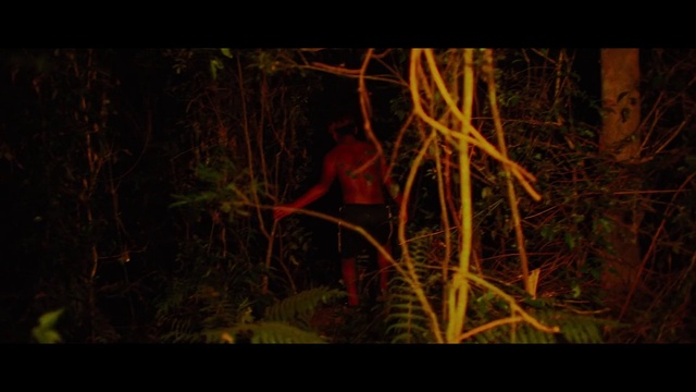 Video Reference: Plant, Wood, Terrestrial plant, Natural landscape, People in nature, Twig, Trunk, Grass, Tints and shades, Art