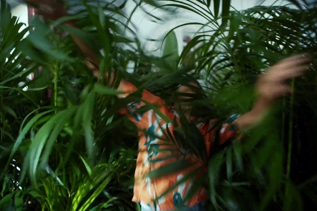 Video Reference: Plant, Leaf, Botany, People in nature, Terrestrial plant, Arecales, Grass, Flowering plant, Fern, Houseplant