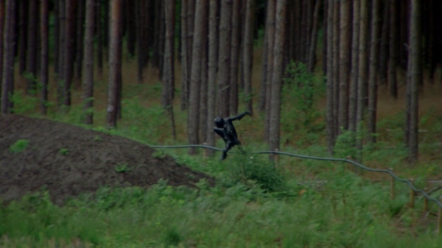Video Reference: Plant, Tree, Beak, Bird, Wood, Grassland, Natural landscape, Grass, Trunk, Landscape