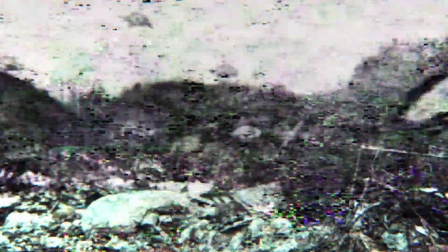 Video Reference: Plant, Cloud, Grass, Groundcover, Soil, Pollution, Underwater, Cumulus, Sky, Waste