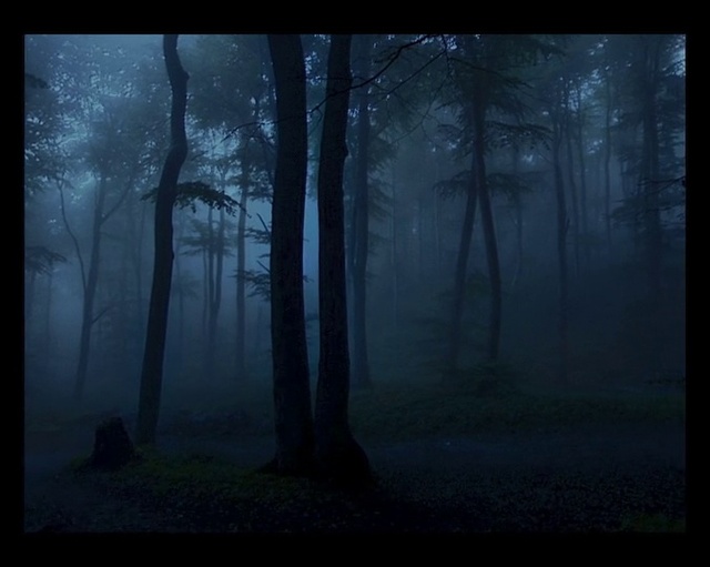 Video Reference: Atmosphere, Plant, Natural landscape, Tree, Wood, Branch, Natural environment, Fog, Twig, Trunk