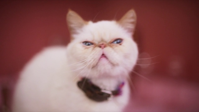 Video Reference: Cat, Carnivore, Plant, Felidae, Ear, Whiskers, Fawn, Snout, Small to medium-sized cats, Fang
