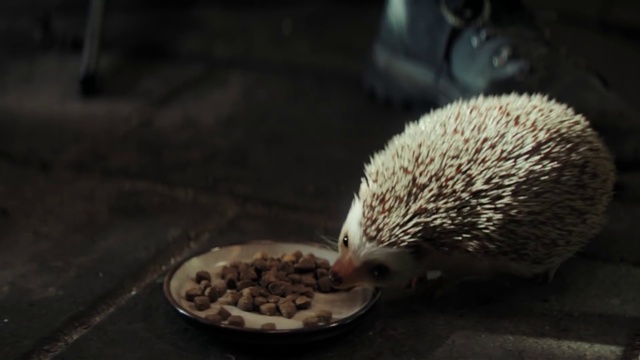 Video Reference: Hedgehog, Domesticated hedgehog, Erinaceidae, Small animal food, Animal feed, Carnivore, Whiskers, Rodent, Snout, Tableware