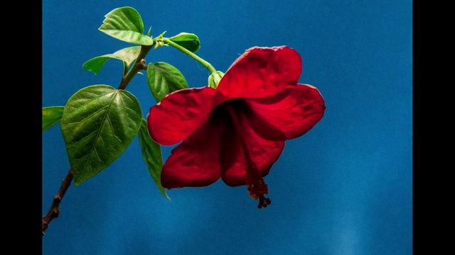 Video Reference: Flower, Plant, Sky, Nature, Petal, Branch, Organism, Terrestrial plant, Twig, Magenta