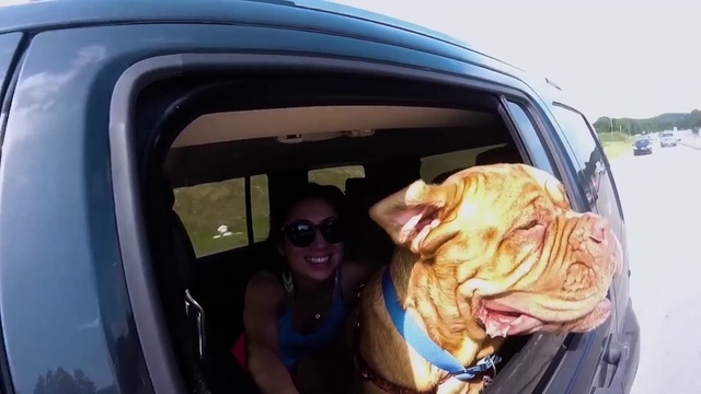 Video Reference: Dog, Smile, Car, Sunglasses, Vehicle, Carnivore, Dog breed, Goggles, Collar, Companion dog