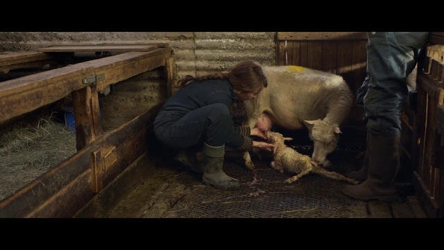 Video Reference: Flash photography, Working animal, Adaptation, Wood, Snout, Dog breed, Landscape, Fence, Livestock, Soil