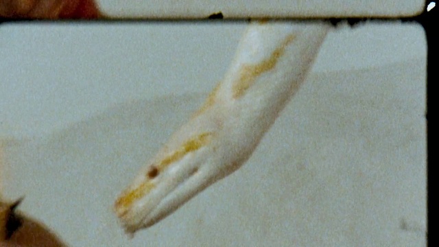 Video Reference: Food, Wood, Ingredient, Cuisine, Dish, Baked goods