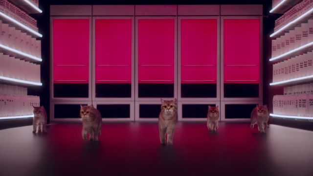 Video Reference: Cat, Felidae, Purple, Wood, Window, Textile, Carnivore, Interior design, Small to medium-sized cats, Pink