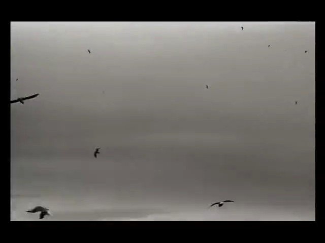 Video Reference: birds, flying, sky, overcast, grayscale, nature, wildlife, silhouette, aerial, outdoors