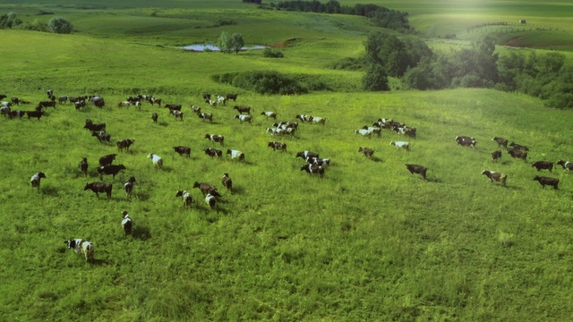 Video Reference: Plant, Ecoregion, Vertebrate, Natural landscape, Mammal, Land lot, Vegetation, Tree, Grass, Biome