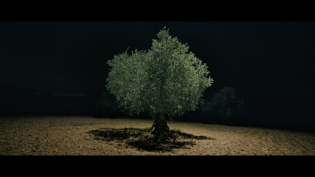 Video Reference: Leaf, Branch, Natural landscape, Plant, Twig, Vegetation, Wood, Atmospheric phenomenon, Woody plant, Landscape